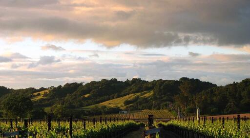Red Mare Wines Image