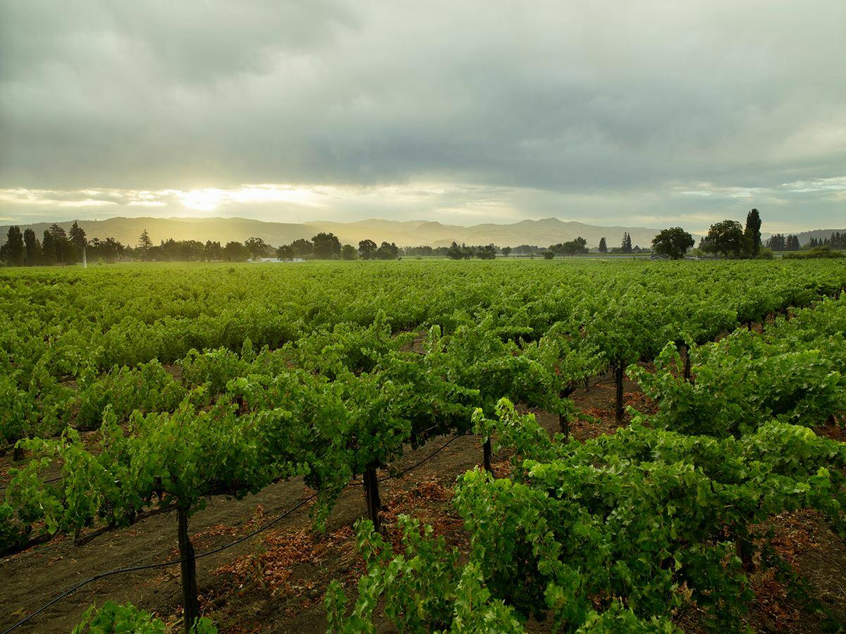 Bella Union Winery Cover Image