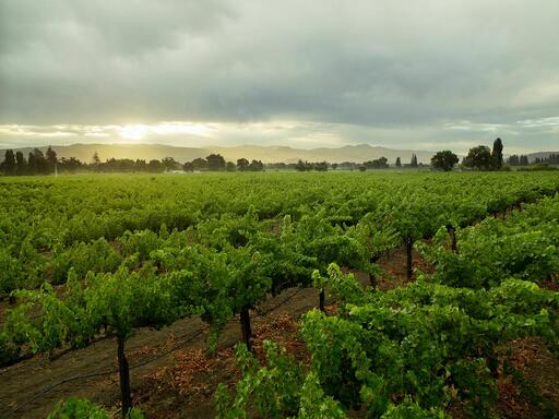 Bella Union Winery Image
