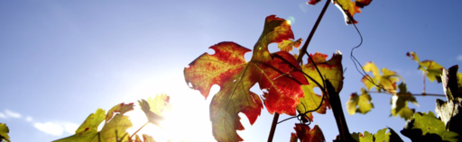 Vignobles Raymond Image