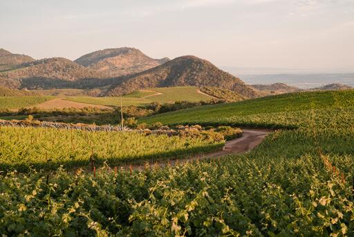 Stringer Cellars Image