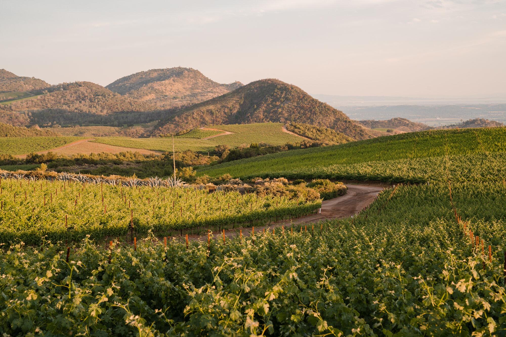 Stringer Cellars Cover Image