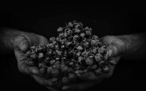 Purlieu Wines Image