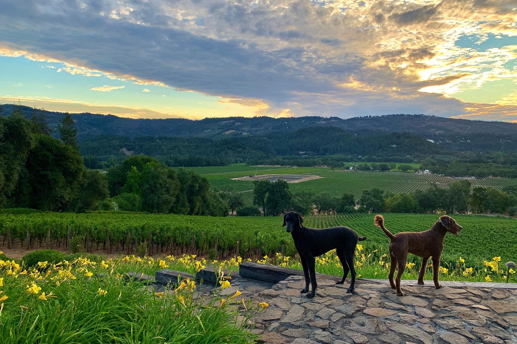 Sodhani Vineyards Cover Image