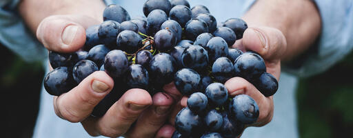 Les Vignerons D'uni-Medoc Image