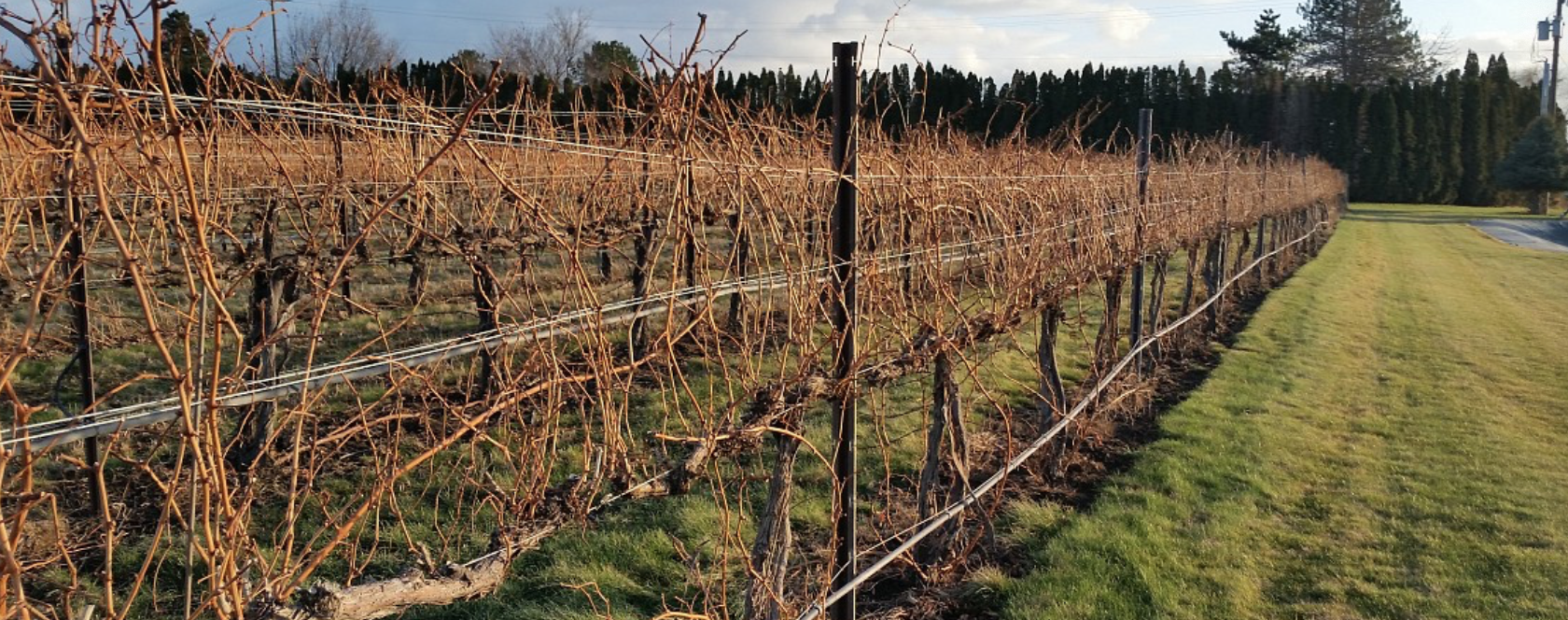 Mackey Vineyards Cover Image