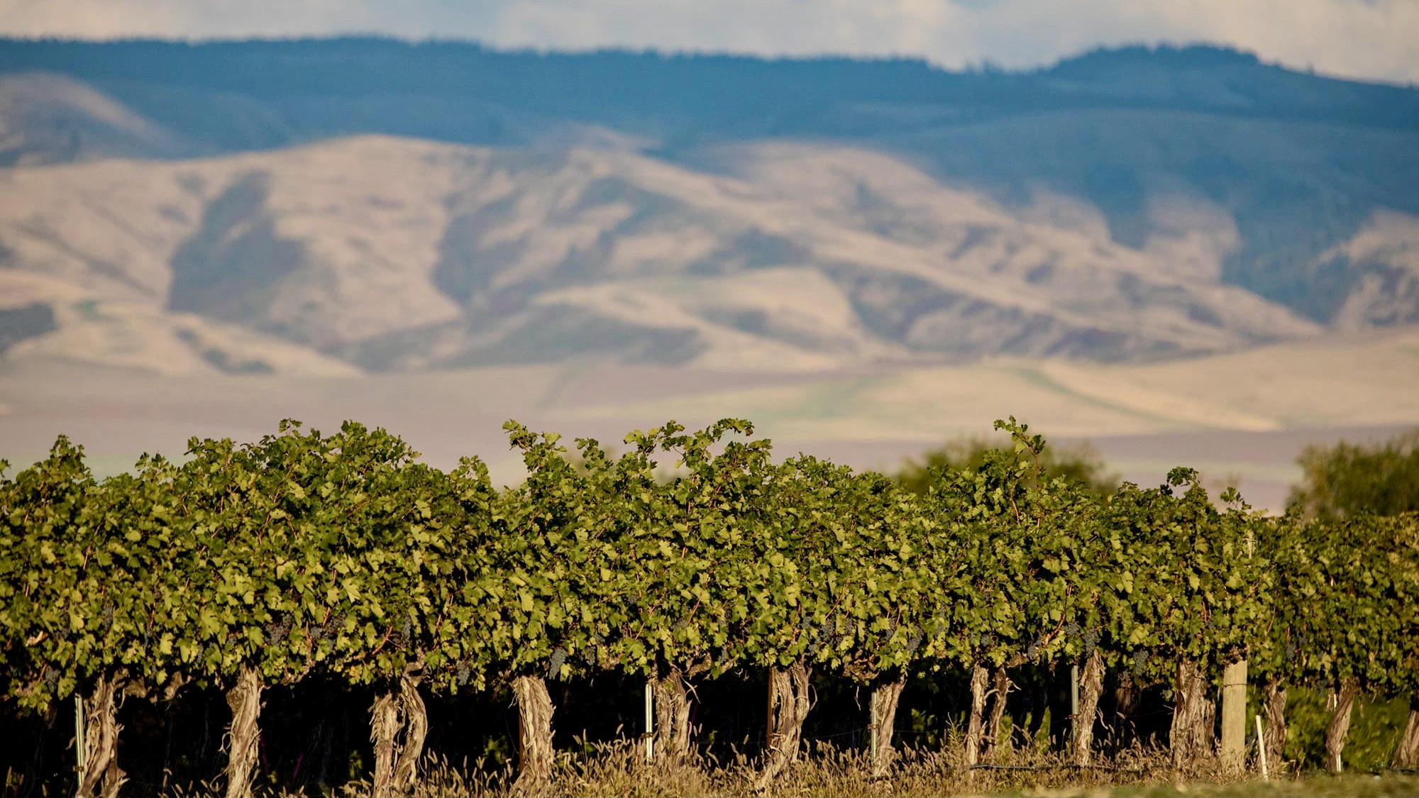 Waters Winery Cover Image