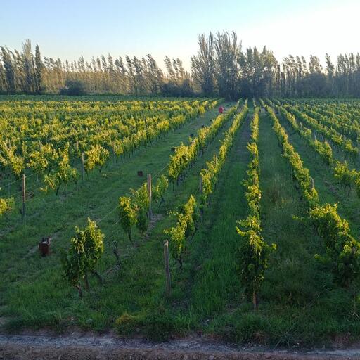 Bodega Noemia Image