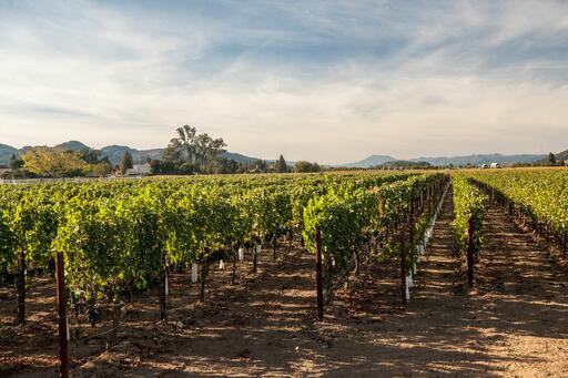 Eleven Eleven Wines Image