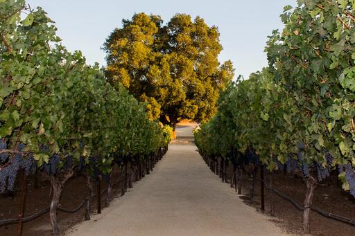 David Arthur Vineyards Image
