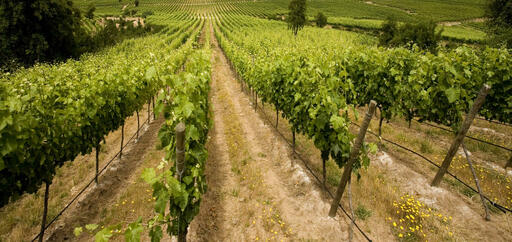 Château Martin Image