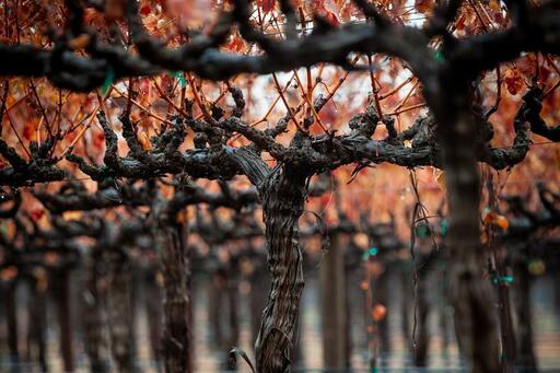 Vice Versa Wines Image