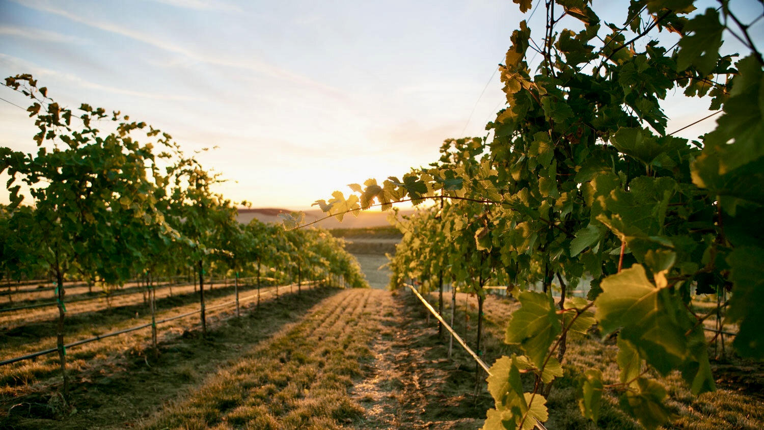 Waterbrook Winery Cover Image