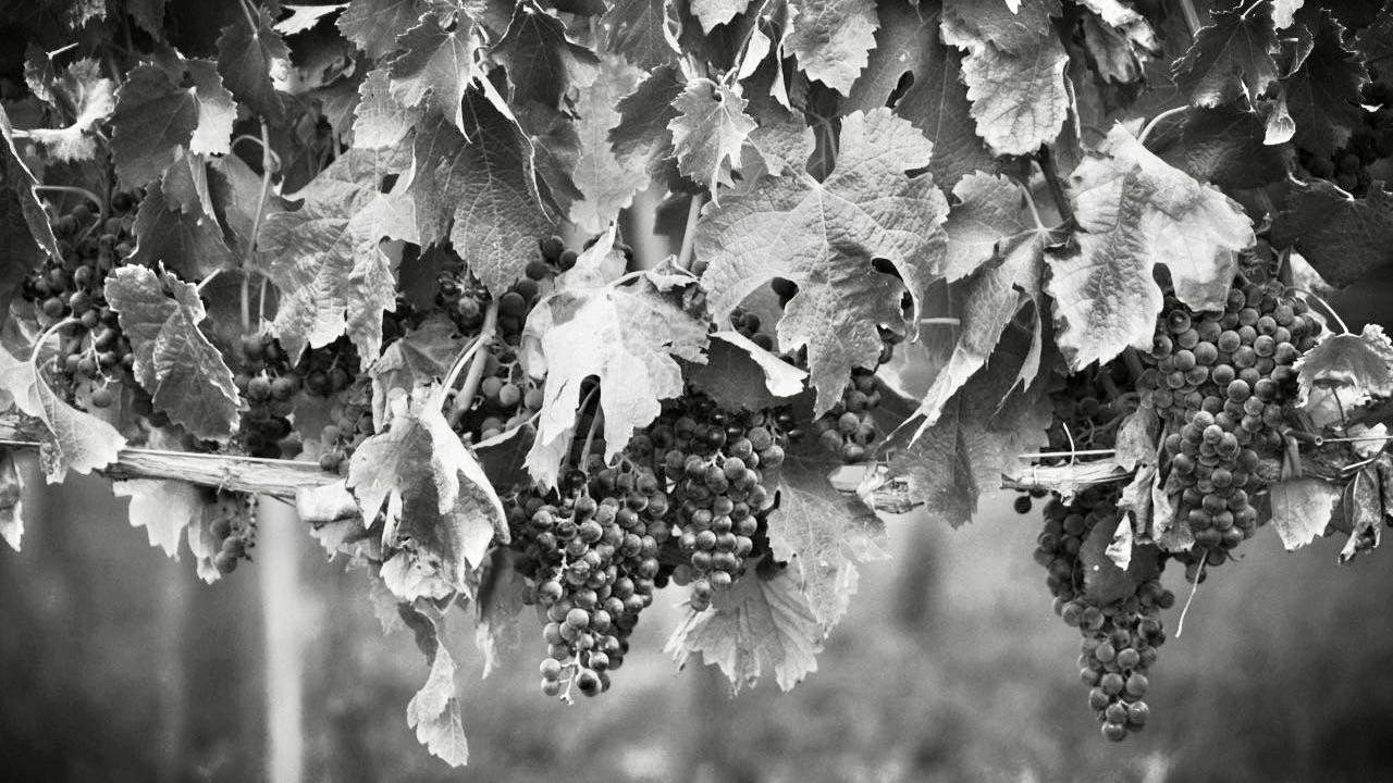 Ducleaux Cellars Cover Image