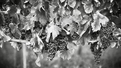 Ducleaux Cellars Image