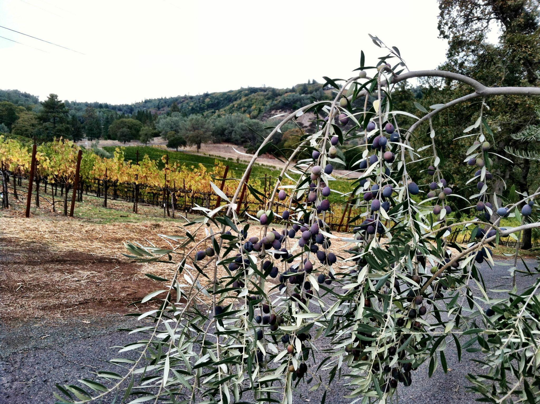 Cimarossa Wines Cover Image