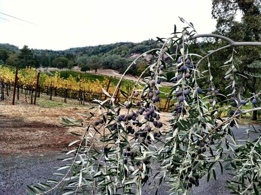 Cimarossa Wines Image
