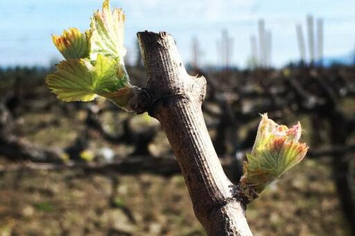Brilliant Mistake Wines Image