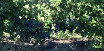 Winery Shatiri Cover Image