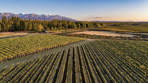 Tilia Wines Image