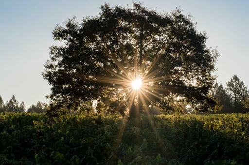 Selah Wines Image