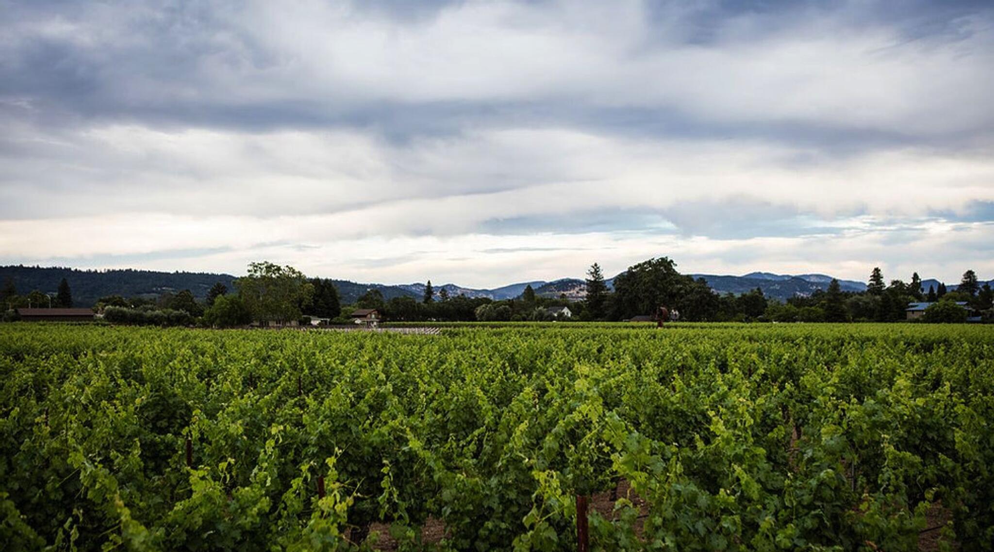 Redmon Wines Cover Image