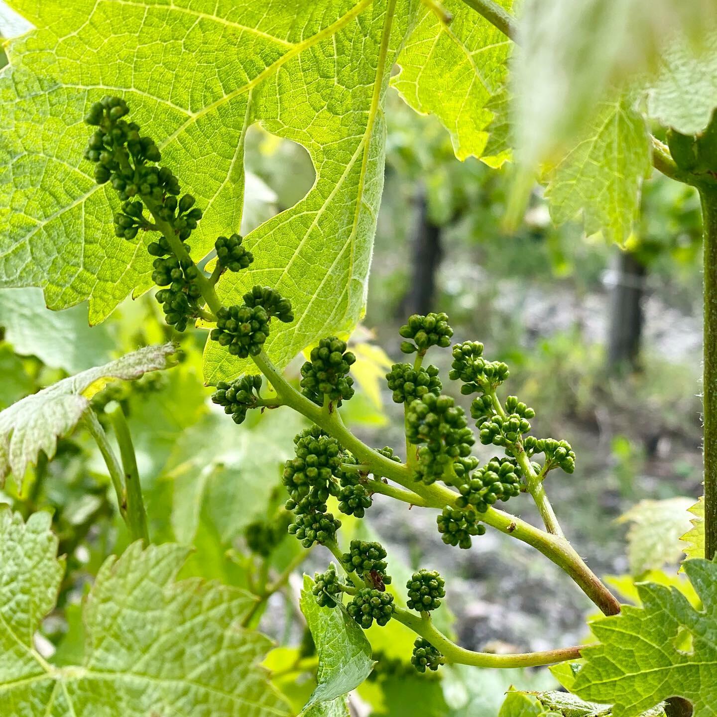 Château Lalaudey & Château Pomeys Cover Image