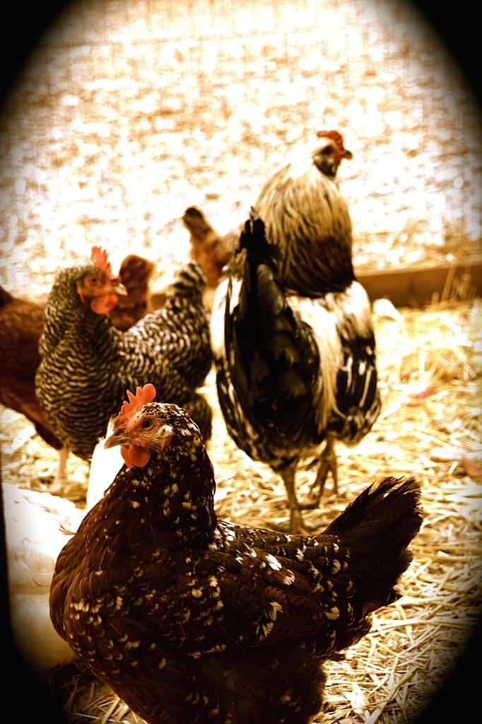 Dutch Henry Winery "The Hen" Bottle Preview