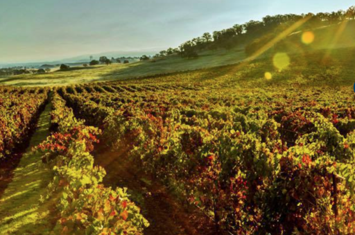Havens Winery Image
