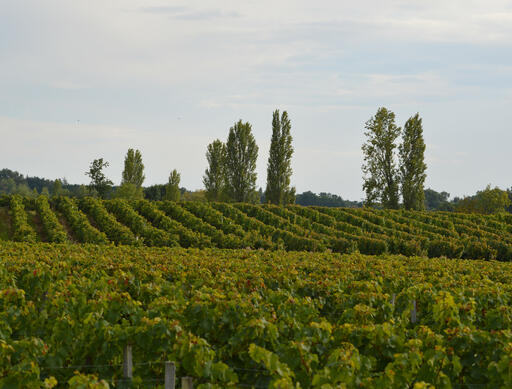 Vignobles Pestoury Image