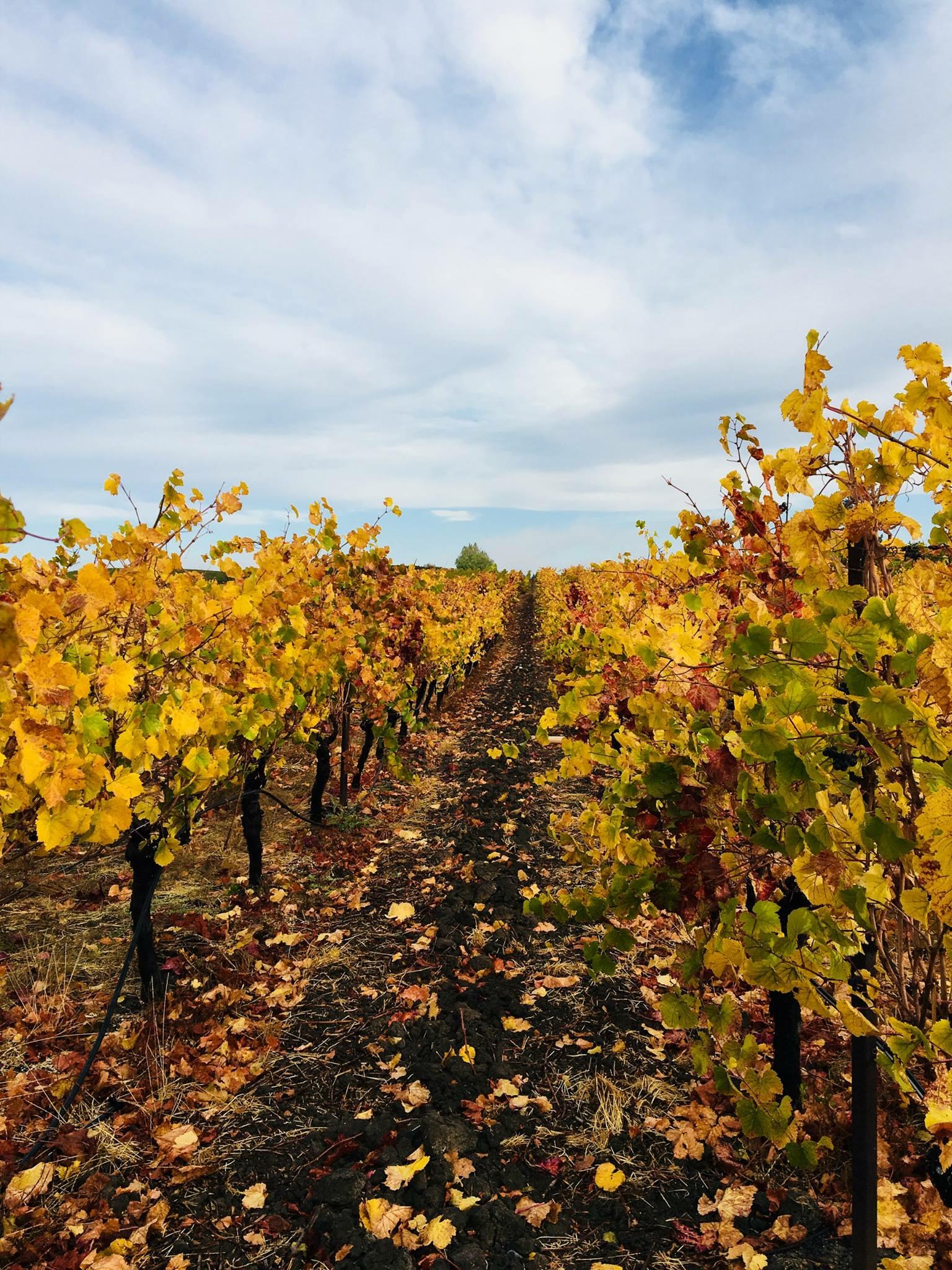 McKenzie-Mueller Vineyards & Winery Cover Image