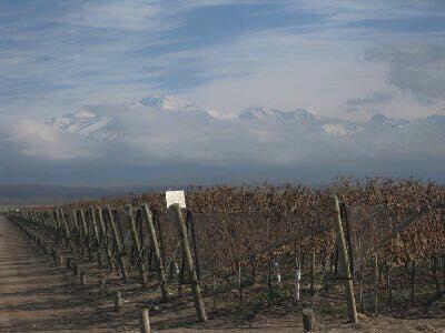 Maleva Wine Image