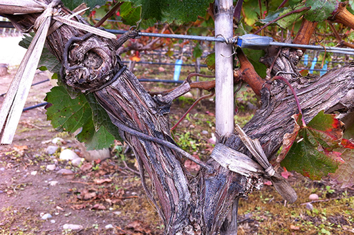 Amariano Wines Image
