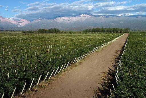 Finca Buenaventura Image