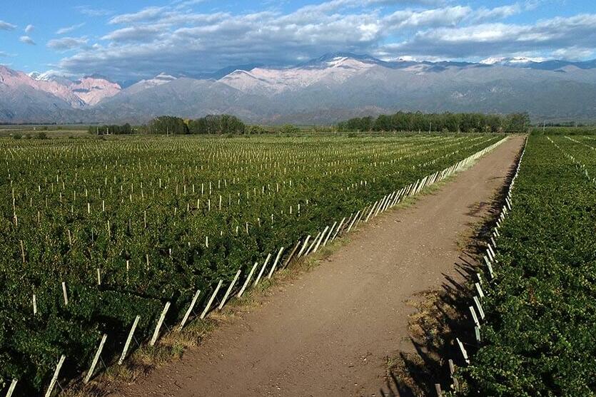 Finca Buenaventura Cover Image