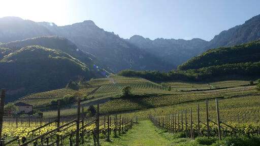 Weinberghof Bellutti Image
