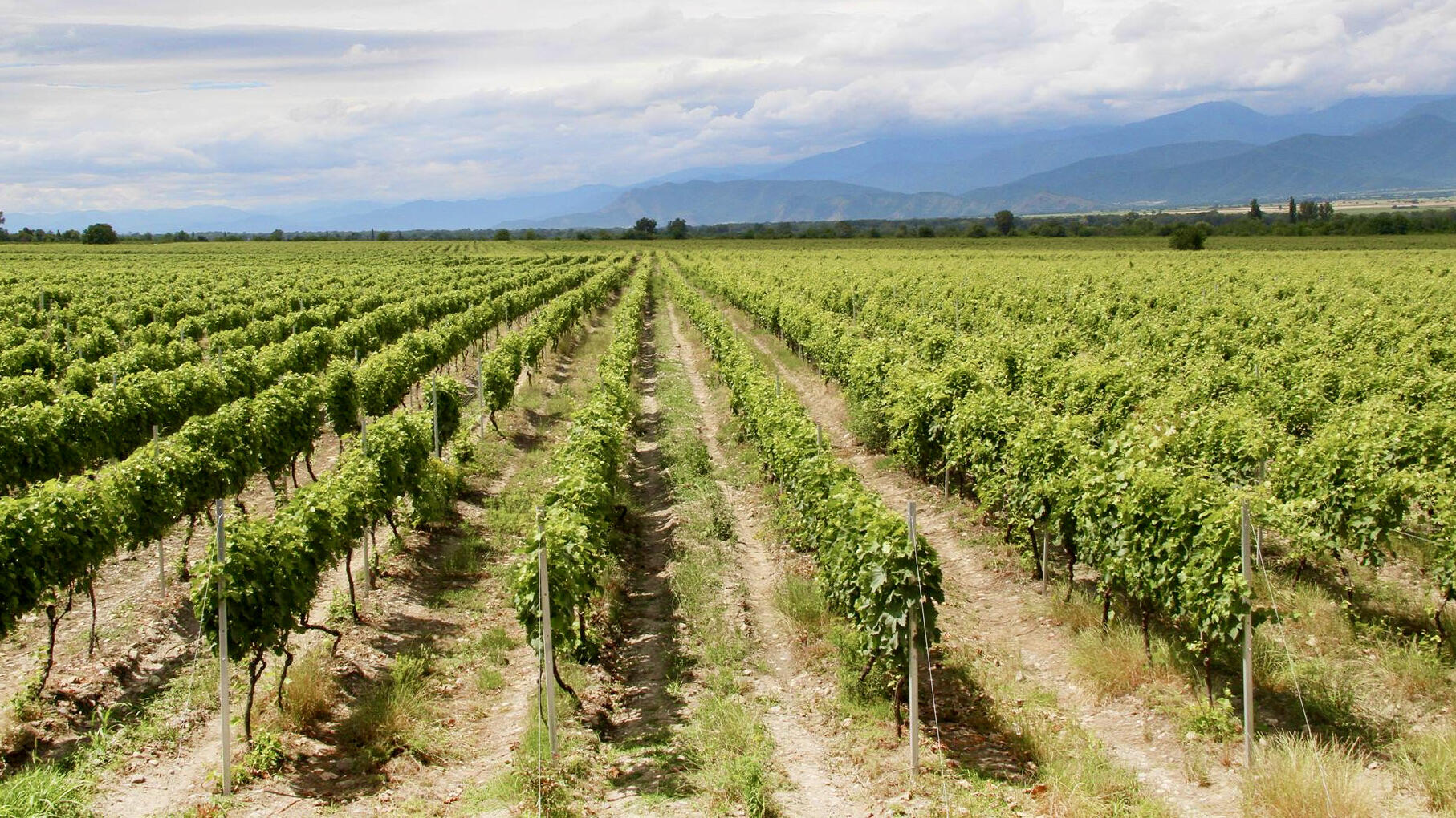 Kakhetian Traditional Winemaking Cover Image