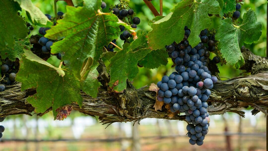 Napa Cellars Cover Image