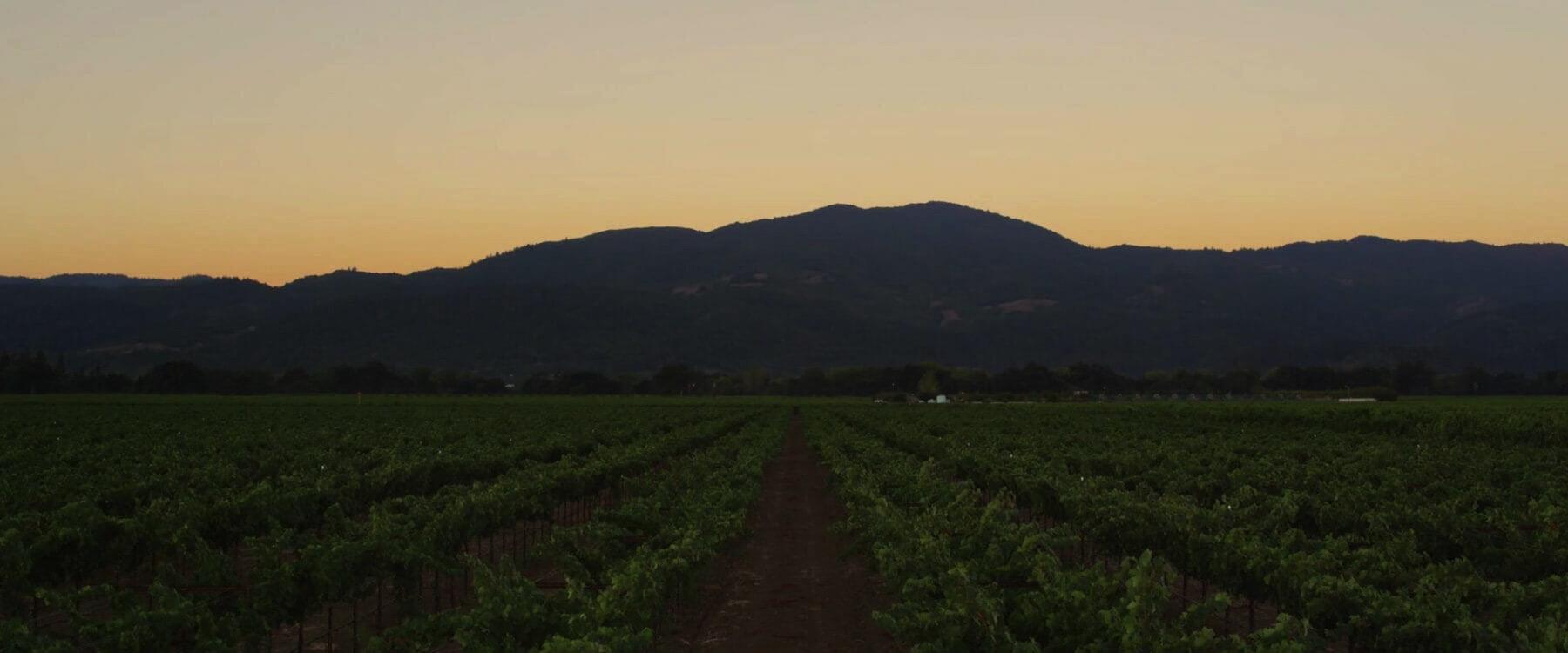 TOR Wines Cover Image