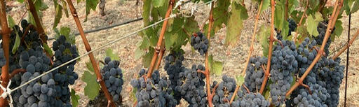 Nemerever Vineyards Image