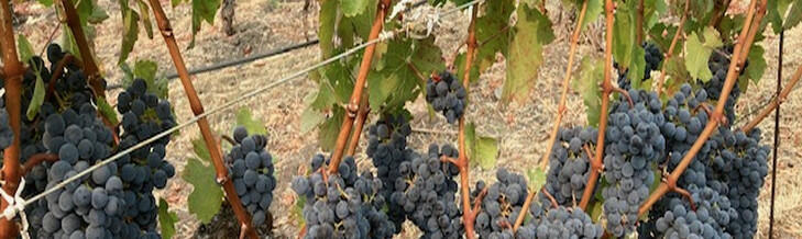 Nemerever Vineyards Cover Image