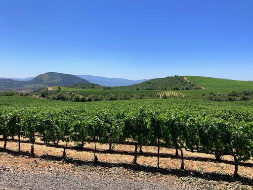Patland Estate Vineyards Image