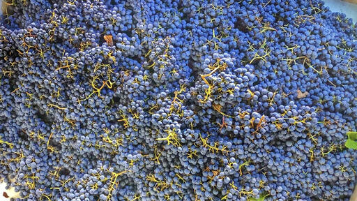 Letterhead Wines Image