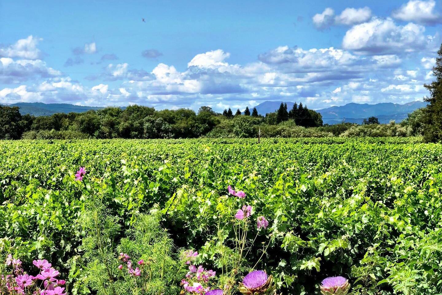 Bello Family Vineyards Cover Image