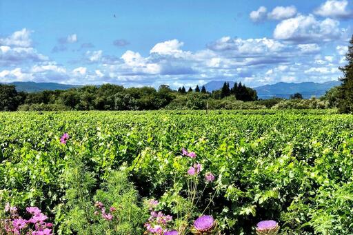 Bello Family Vineyards Image
