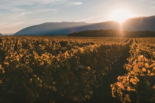 Bodegas Bianchi Image