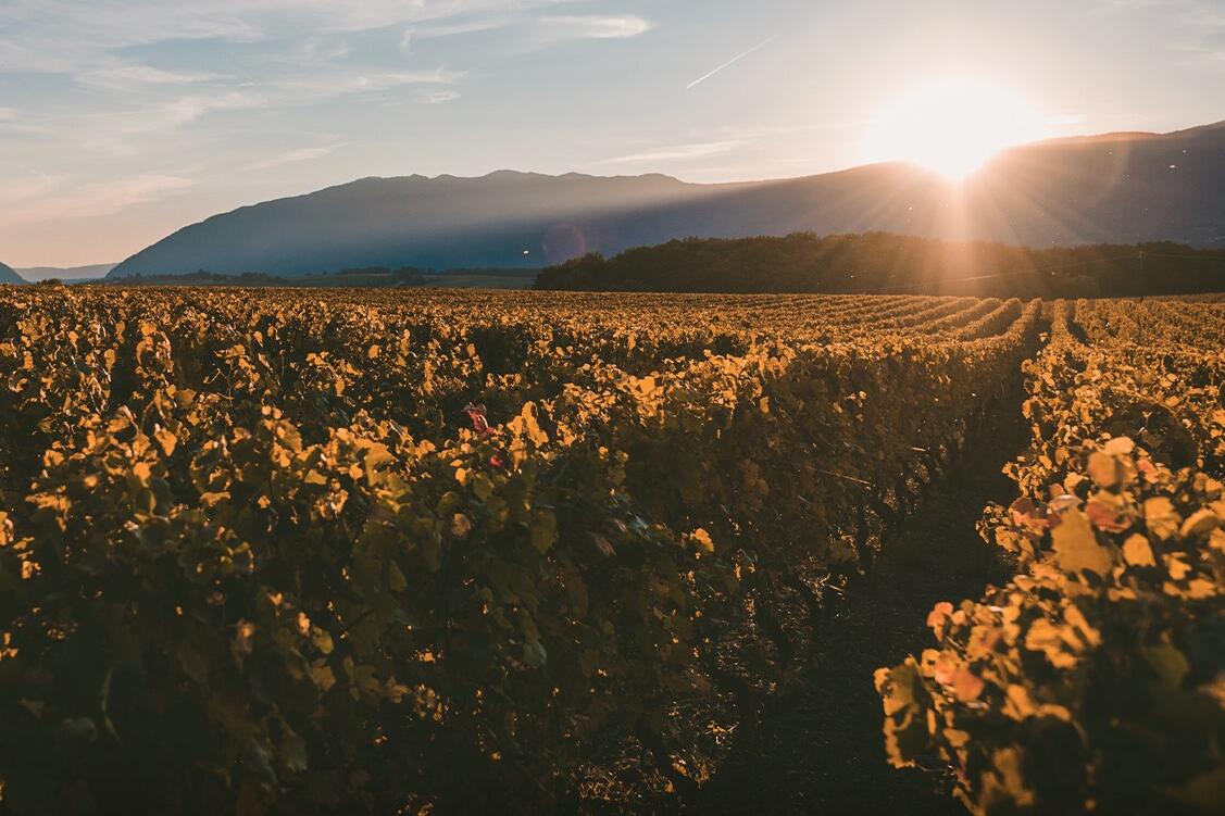 Bodegas Bianchi Cover Image