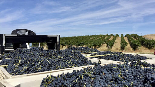 Lodmell Cellars Image