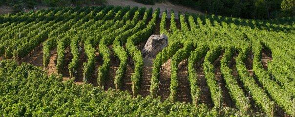 Barbour Vineyards Cover Image