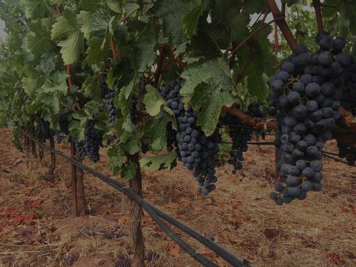 Oakville Ranch Vineyards Image